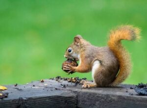 Squirrel Spawns Chaos at Meta Bangkok Office