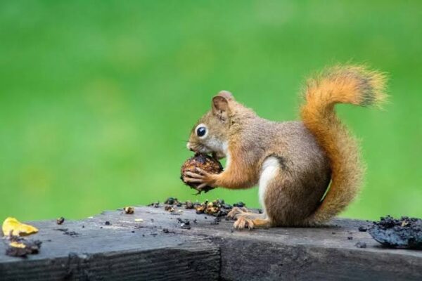 Squirrel Spawns Chaos at Meta Bangkok Office